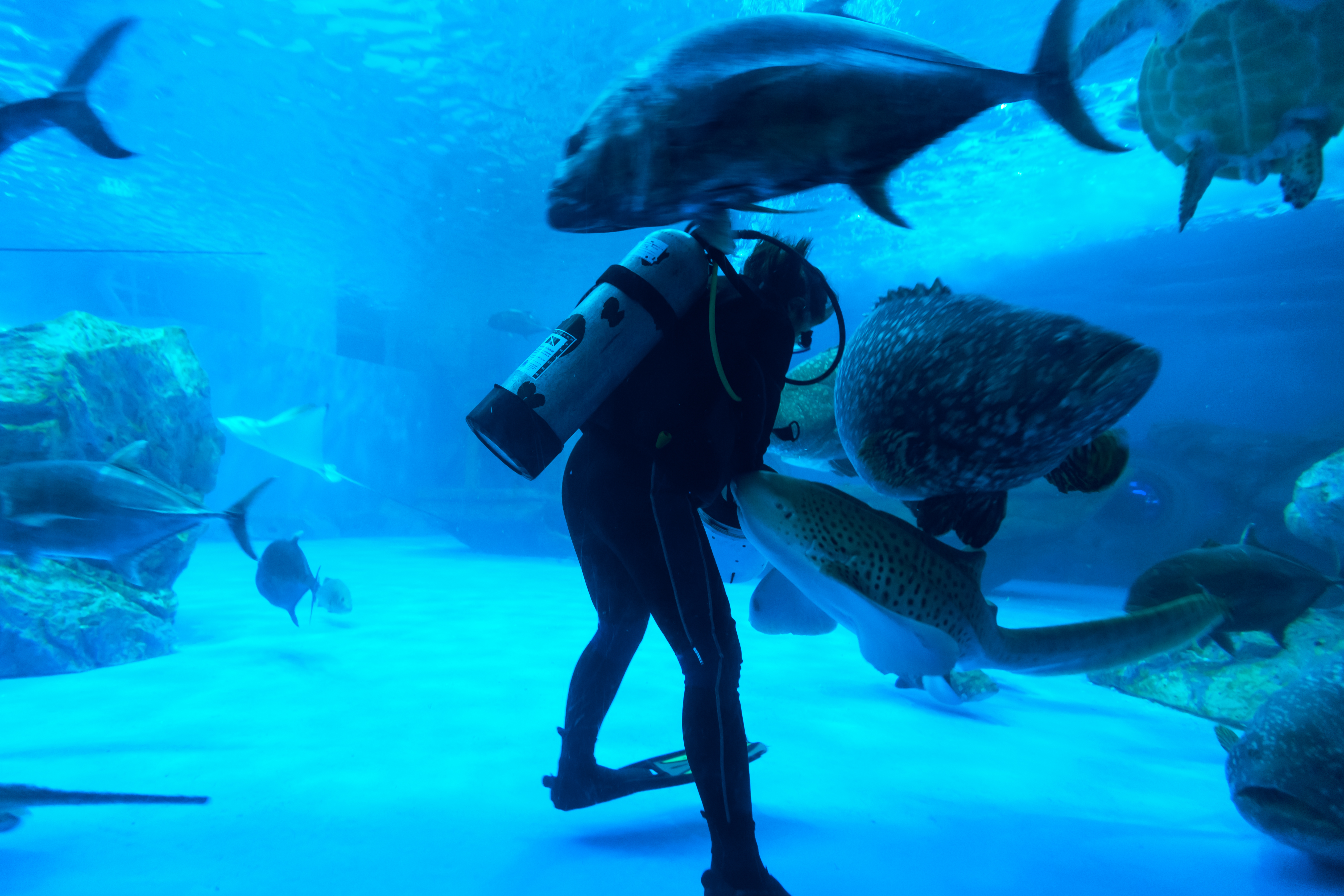 Airport Cabo Transfers